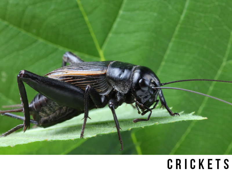 crickets