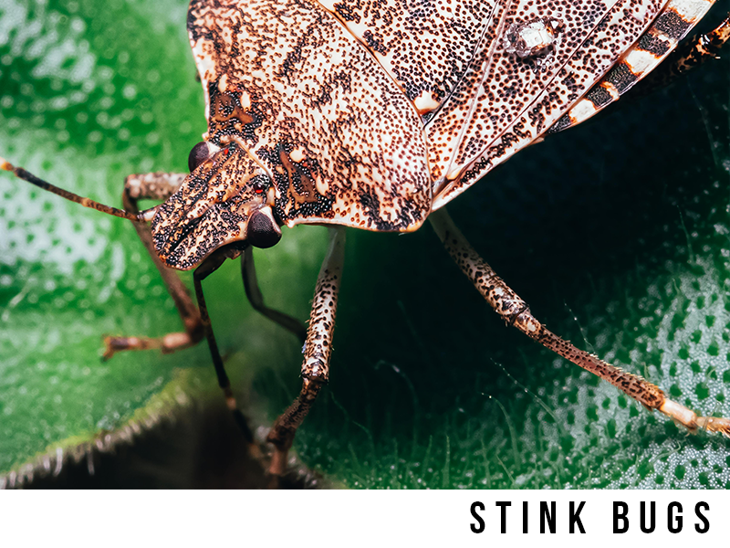 stink bugs