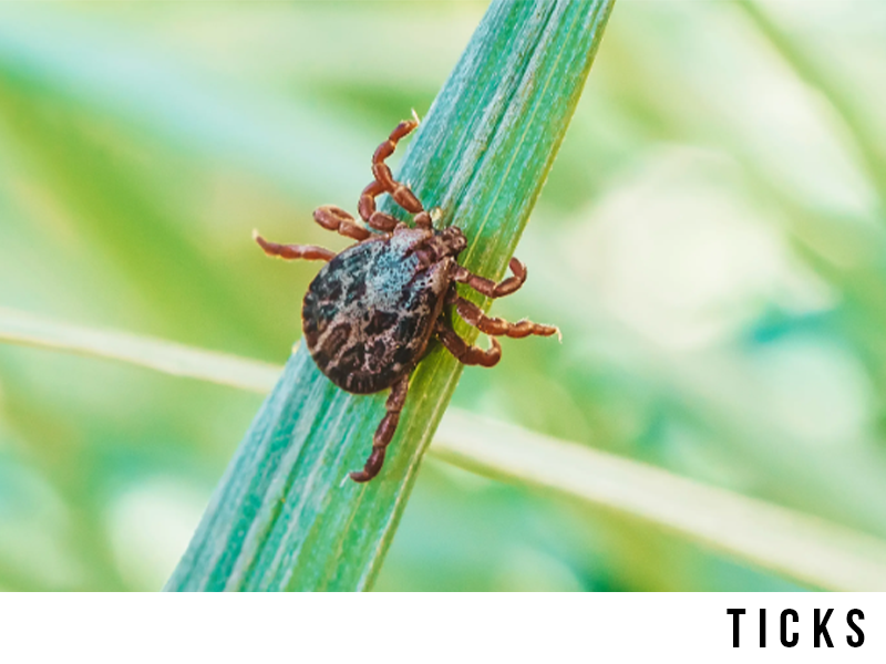 ticks