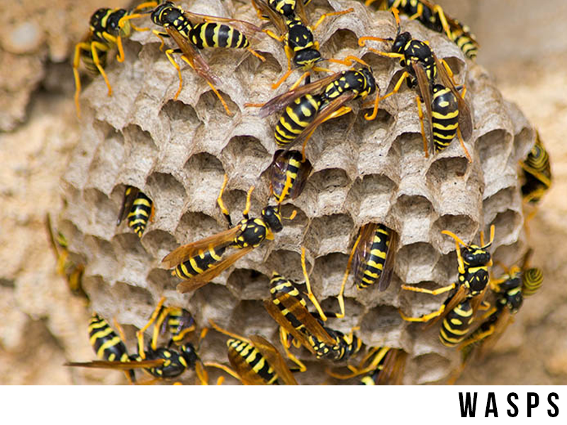 wasps